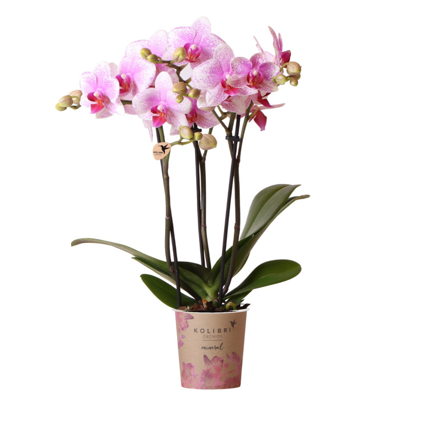 Rosa Orchidee "Rotterdam" - ⭥35cm