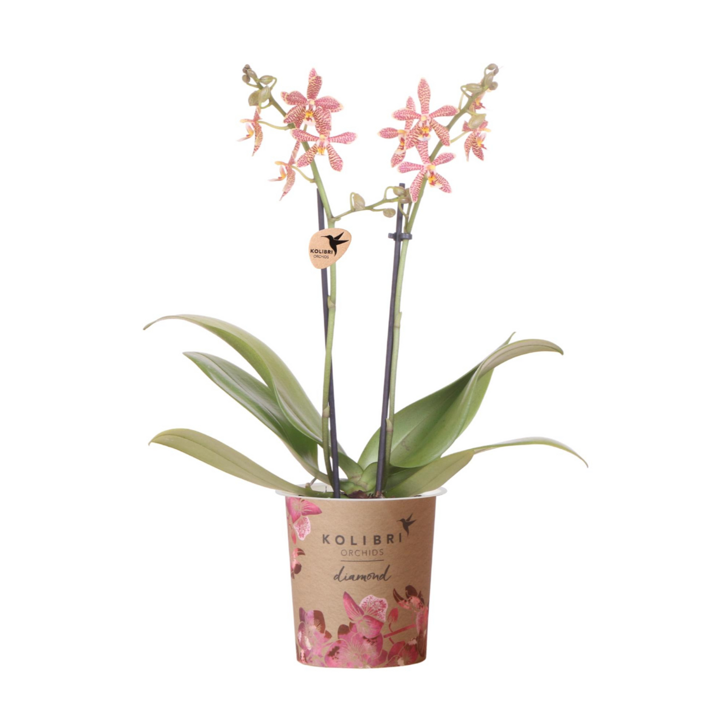 Orangene Orchidee "Spider" - ⭥35cm