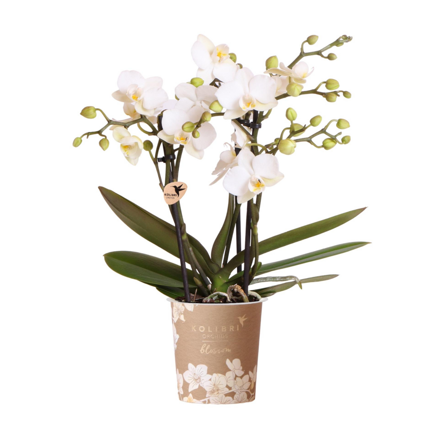 Weiße Orchidee "Zürich" - ⭥35cm
