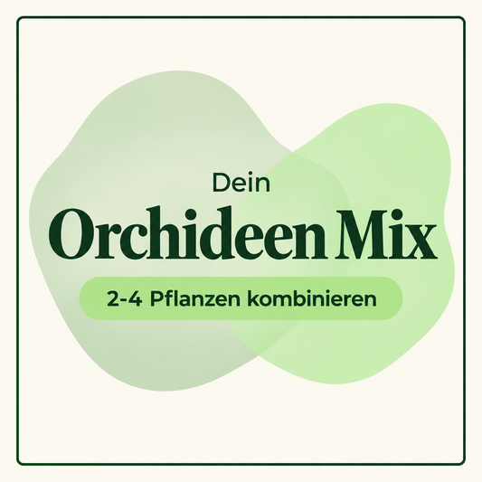 Orchideen – Pflanzen-Mix zum Vorteilspreis