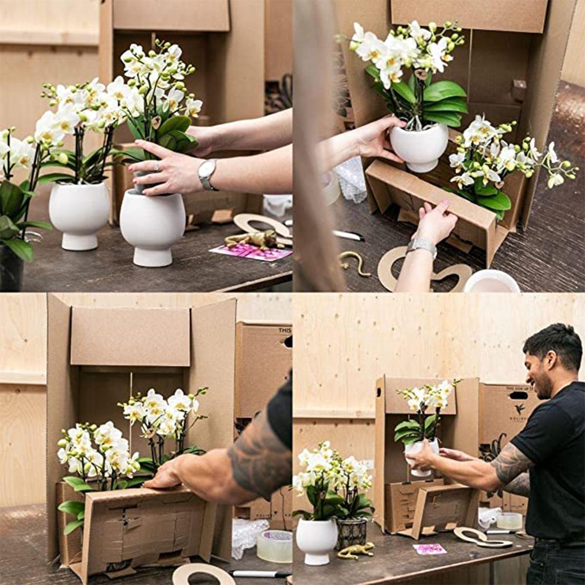 Sukkulente (⭥15cm) & Orchidee (⭥35cm) mit schwarzem Duo Keramik Ziertopf