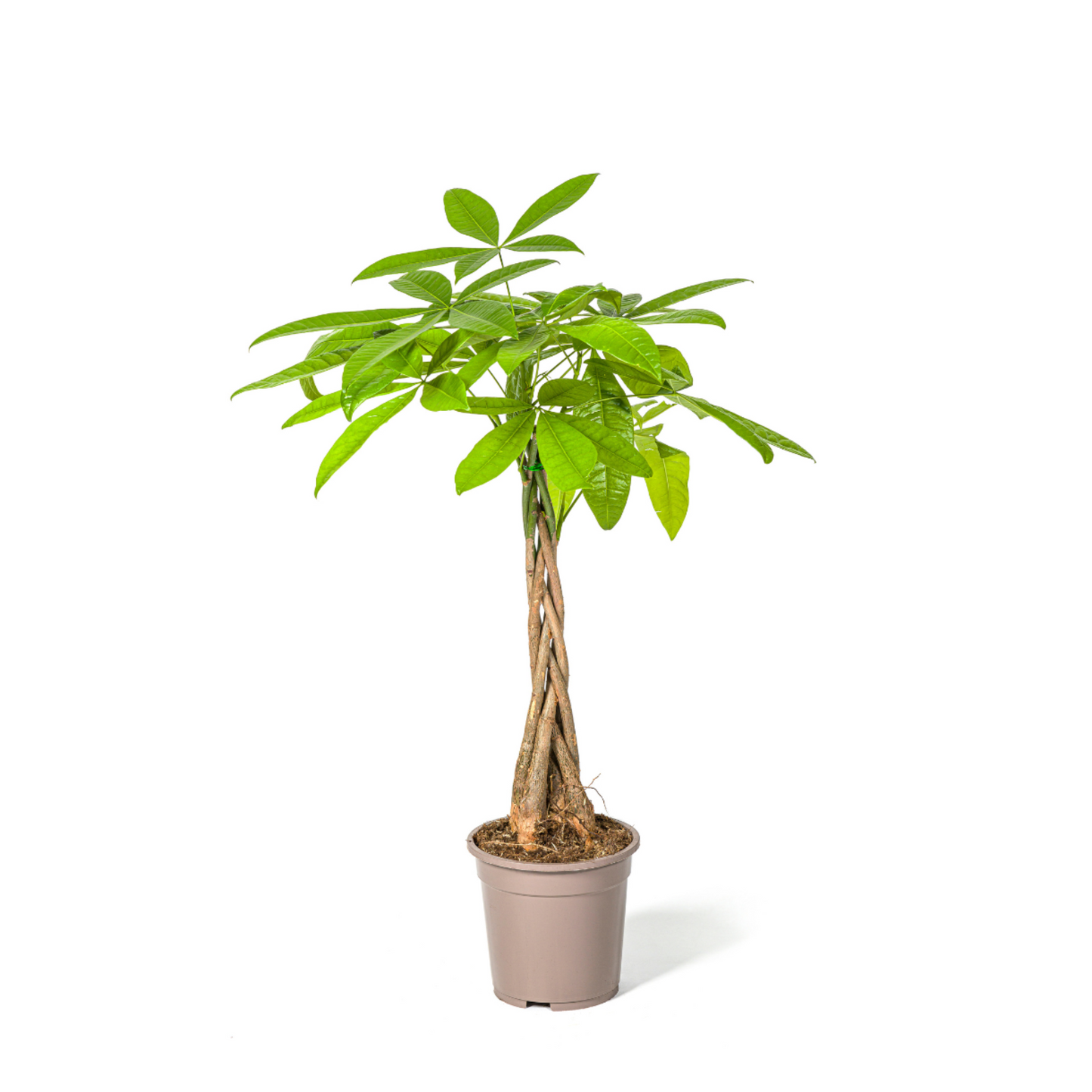 Pachira Aquatica - "Glückskastanie" - ⭥80cm