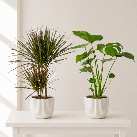 [Pflanzenset] Drachenbaum Bicolor ⭥60cm & Monstera ⭥60cm - Pflegeleicht