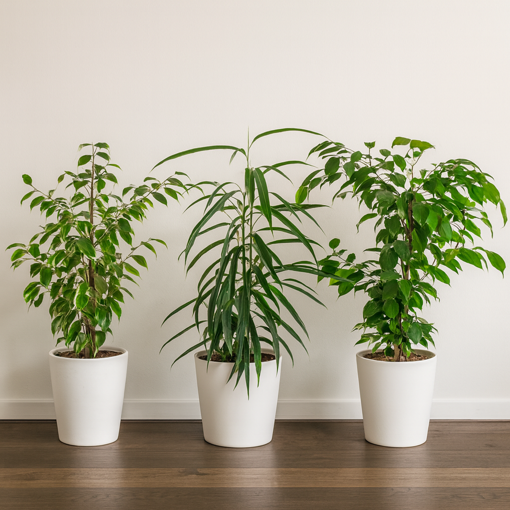 [Pflanzenset] Ficus Benjamina Golden King ⭥70cm & Ficus Binnendijkii Alii ⭥70cm & Ficus Benjamina Exotica ⭥70cm