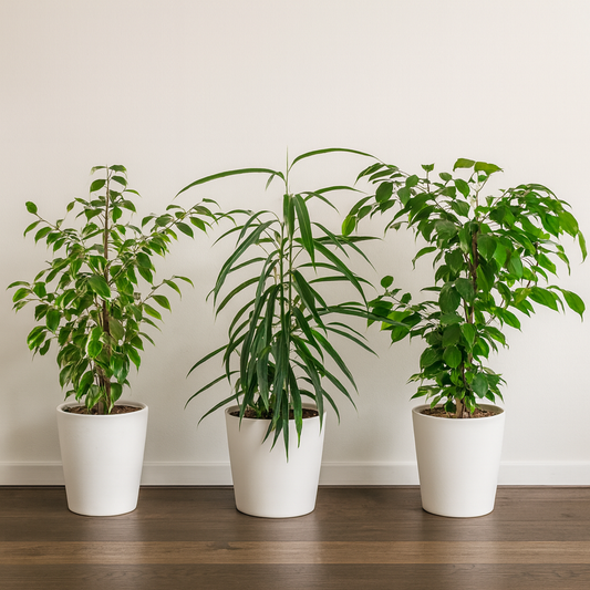 [Pflanzenset] Ficus Benjamina Golden King ⭥70cm & Ficus Binnendijkii Alii ⭥70cm & Ficus Benjamina Exotica ⭥70cm