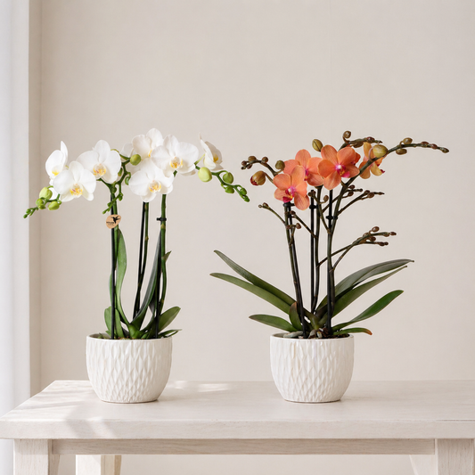 [Pflanzenset] Orchideen Amabilis ⭥35cm & Orchidee Bolzano ⭥35cm - Tierfreundlich