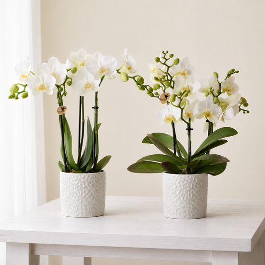 [Pflanzenset] Orchideen Amabilis ⭥35cm & Orchidee Lausanne ⭥35cm - Tierfreundlich