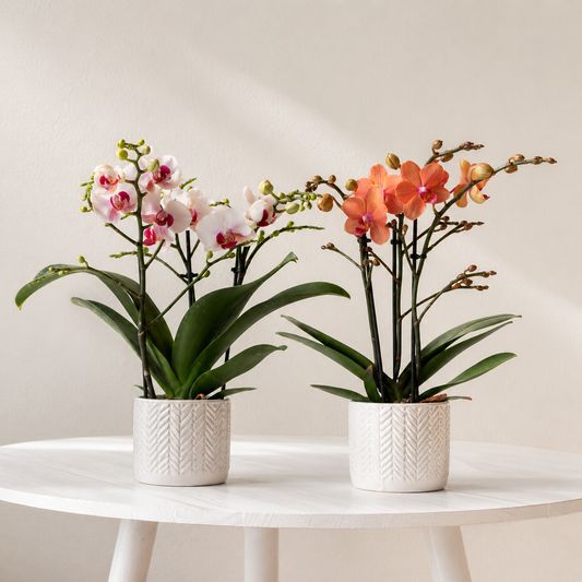 [Pflanzenset] Orchideen Gibraltar ⭥35cm & Orchidee Bolzano ⭥35cm - Tierfreundlich