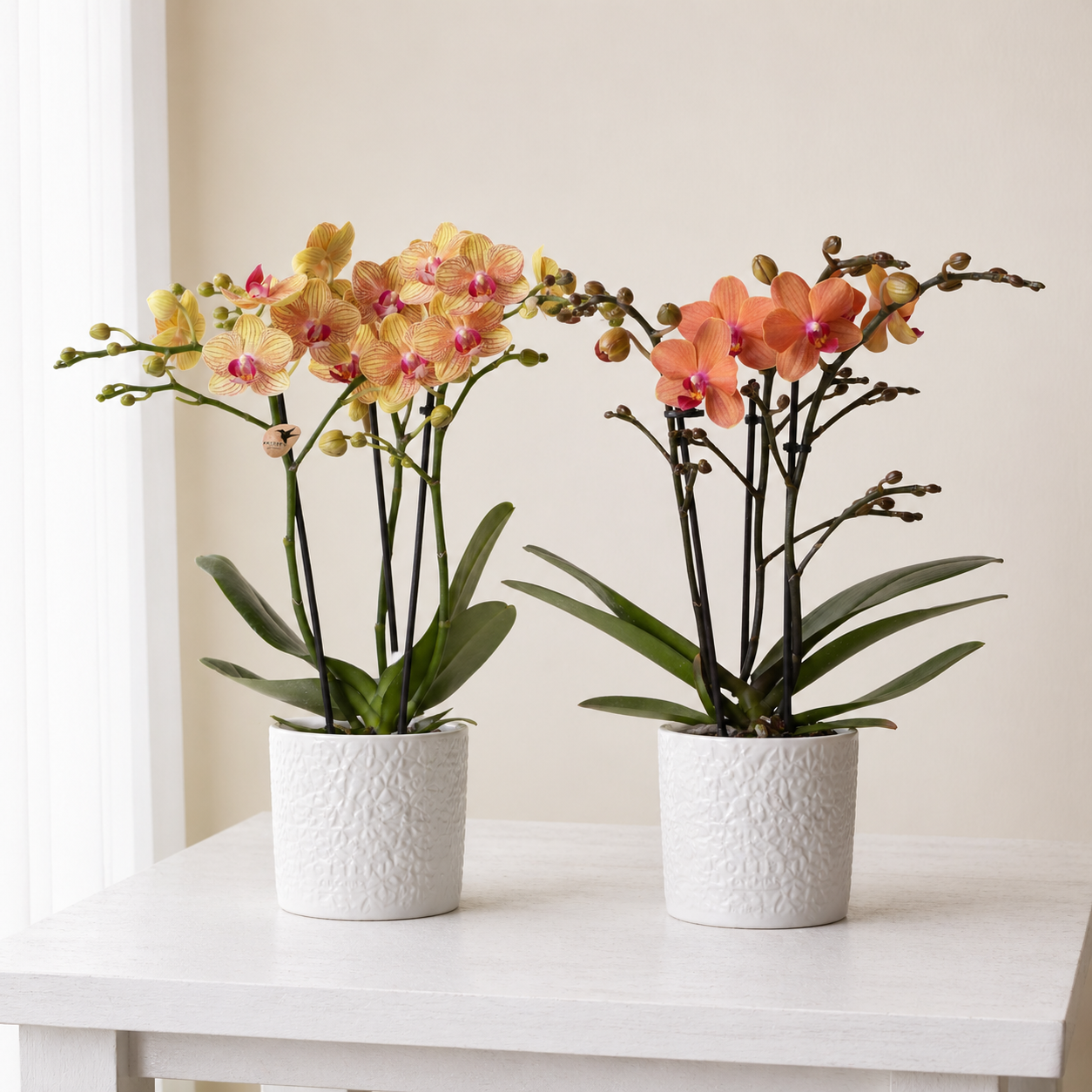 [Pflanzenset] Orchideen Jamaica ⭥35cm & Orchidee Bolzano ⭥35cm - Tierfreundlich