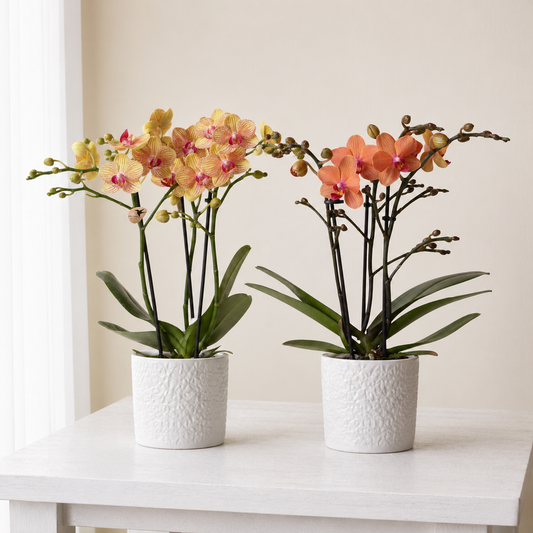 [Pflanzenset] Orchideen Jamaica ⭥35cm & Orchidee Bolzano ⭥35cm - Tierfreundlich