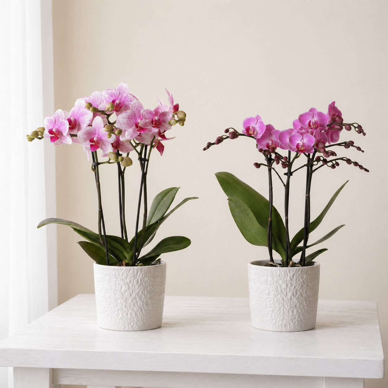 [Pflanzenset] Orchideen Rotterdam ⭥35cm & Orchidee Wien ⭥35cm - Tierfreundlich