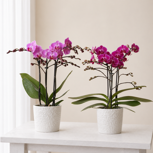 [Pflanzenset] Orchideen Wien ⭥35cm & Orchidee Morelia ⭥35cm - Tierfreundlich