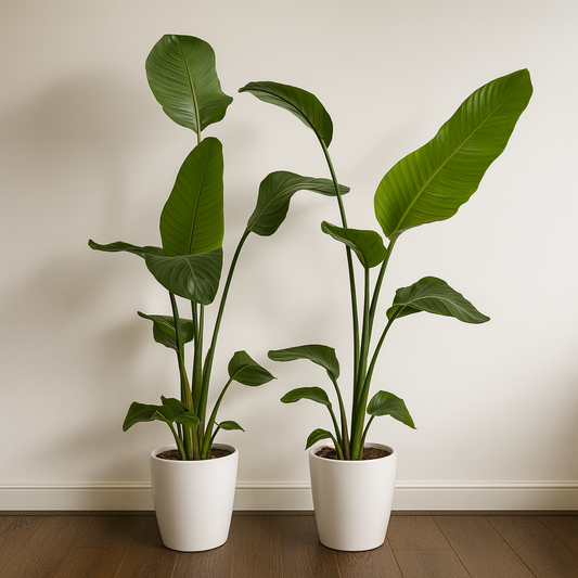 [2er-Pack] Strelitzia Nicolai ⭥100cm - "Paradiesvogelblume"