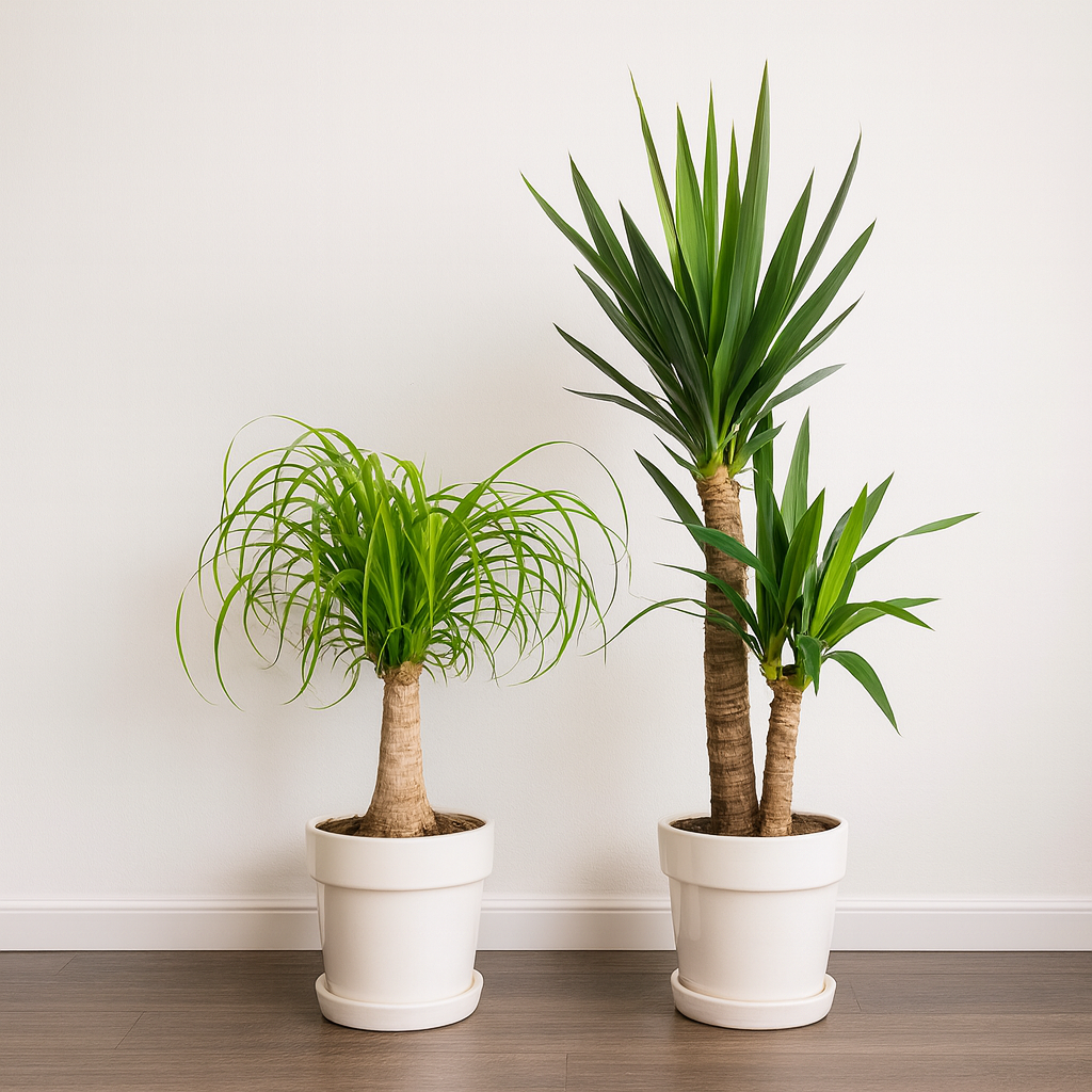 [Pflanzenset] Elefantenfuß ⭥50cm & Palmlilie ⭥80cm - Pflegeleicht