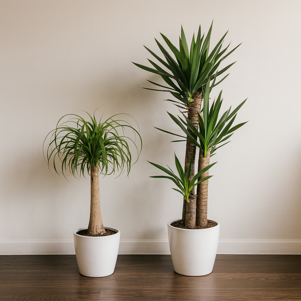 [Pflanzenset] Elefantenfuß ⭥90cm & Palmlilie ⭥130cm - Pflegeleicht