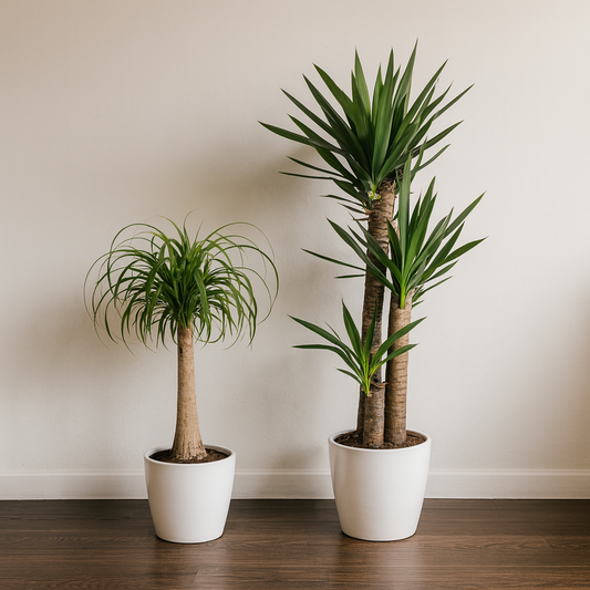 [Pflanzenset] Elefantenfuß ⭥90cm & Palmlilie ⭥130cm - Pflegeleicht