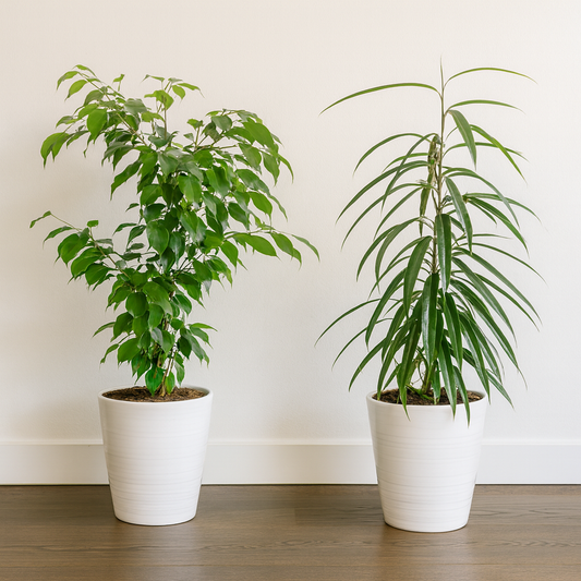 [Pflanzenset] Ficus Benjamina Exotica ⭥70cm & Ficus Binnendijkii Alii ⭥70cm