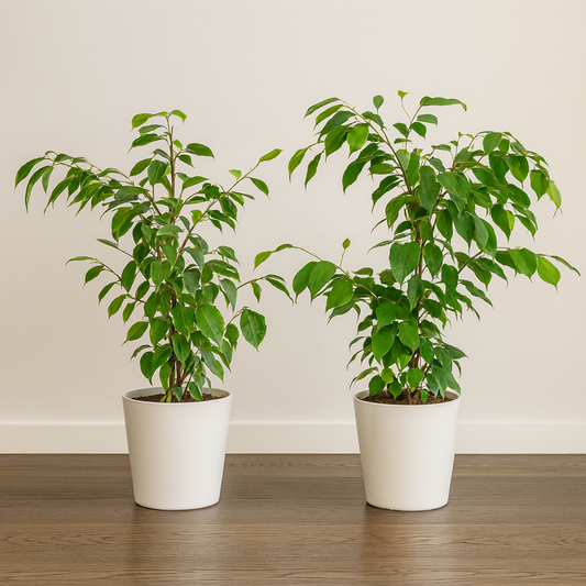 [Pflanzenset] Ficus Benjamina Golden King ⭥70cm & Ficus Benjamina Exotica ⭥70cm