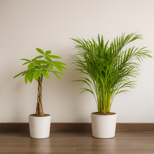 [Pflanzenset] Glückskastanie ⭥80cm & Goldfruchtpalme ⭥90cm - Tierfreundlich