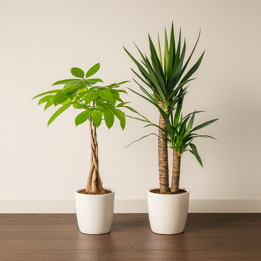 [Pflanzenset] Glückskastanie ⭥80cm & Palmlilie ⭥80cm - Tierfreundlich