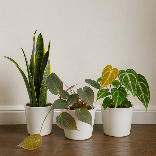 [Pflanzenset] Sansevieria ⭥45cm & Philodendron ⭥25cm & Anthurium ⭥35cm