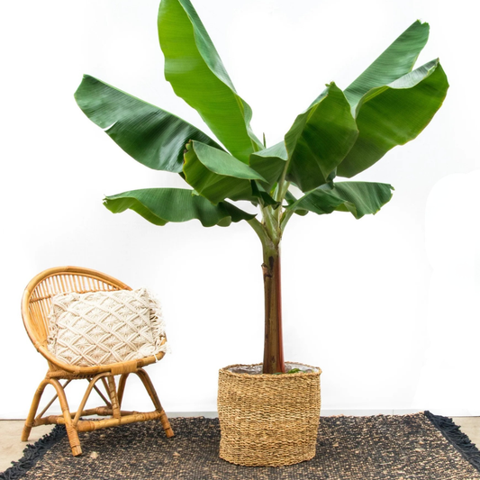 Pflanzkorb Ido - Natur - Ø21cm