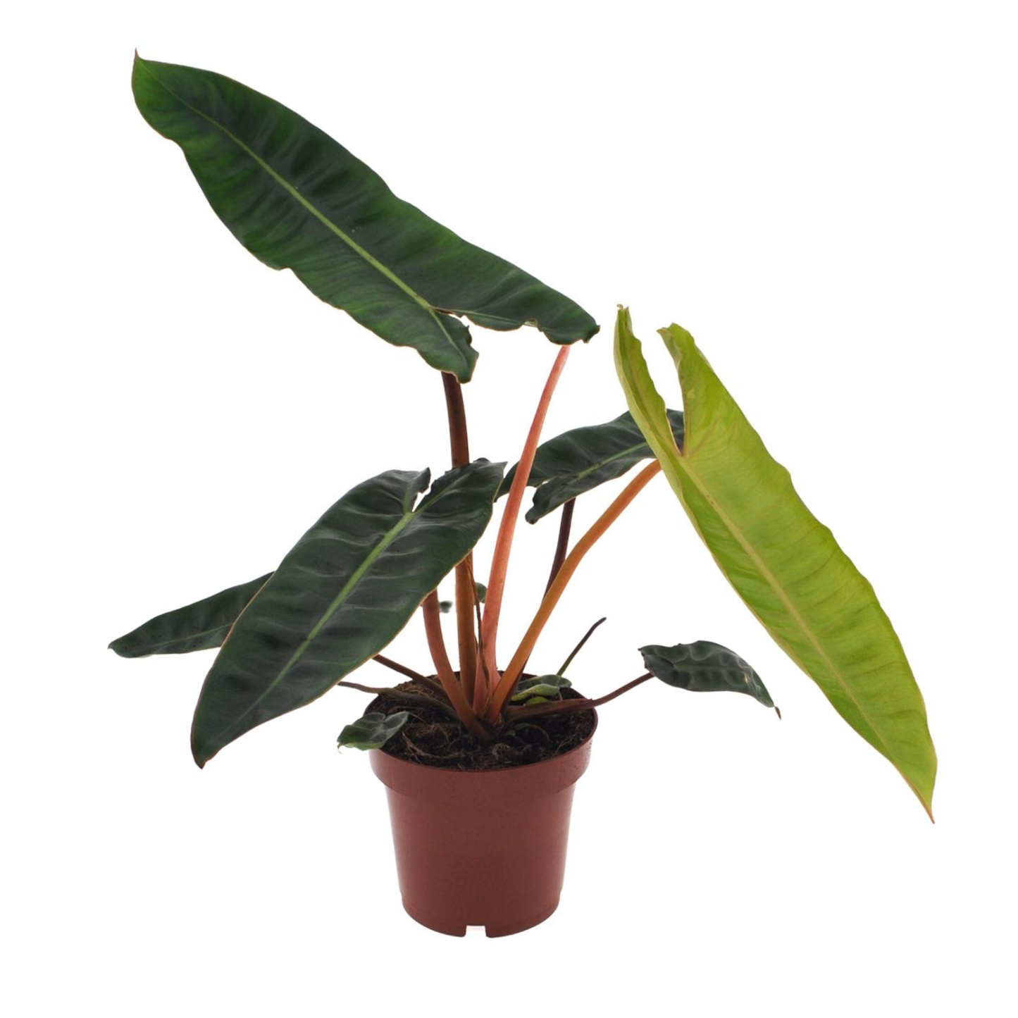 Philodendron Billietiae - ⭥25cm