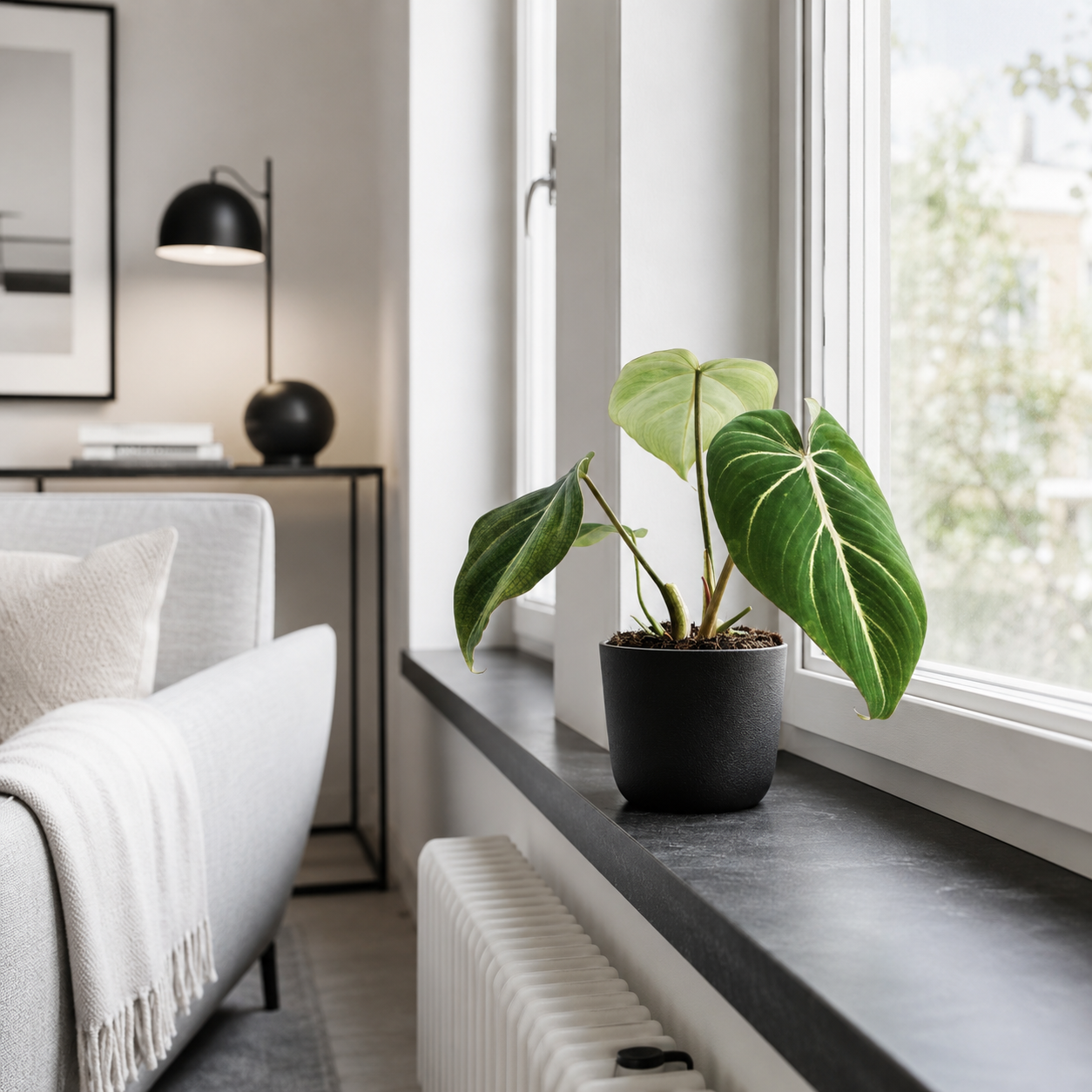 Philodendron Gloriosum - ⭥25cm