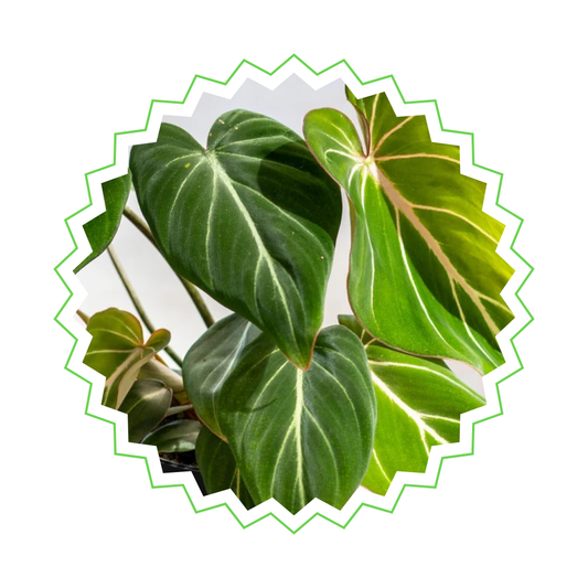 Philodendron Gloriosum - ⭥25cm