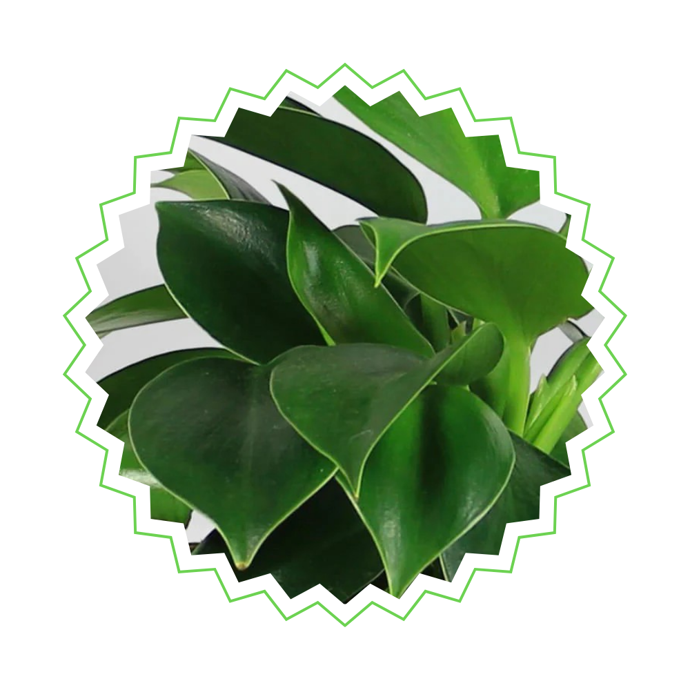 Philodendron Green Princess - ⭥25cm