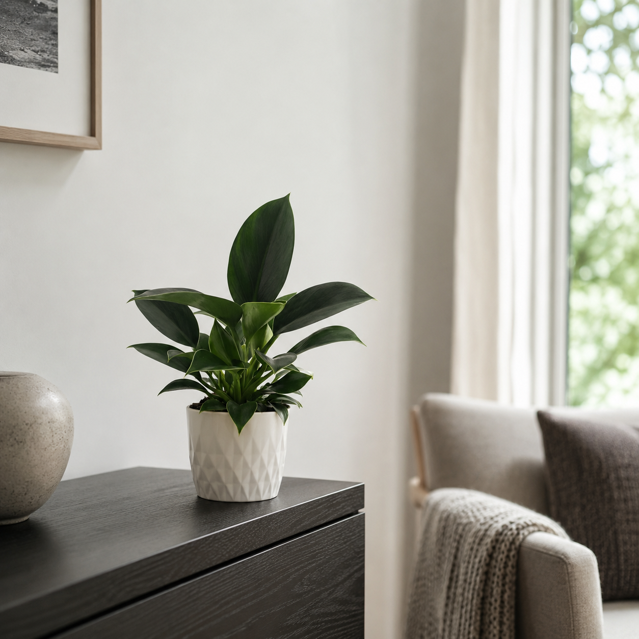 Philodendron Green Princess - ⭥25cm