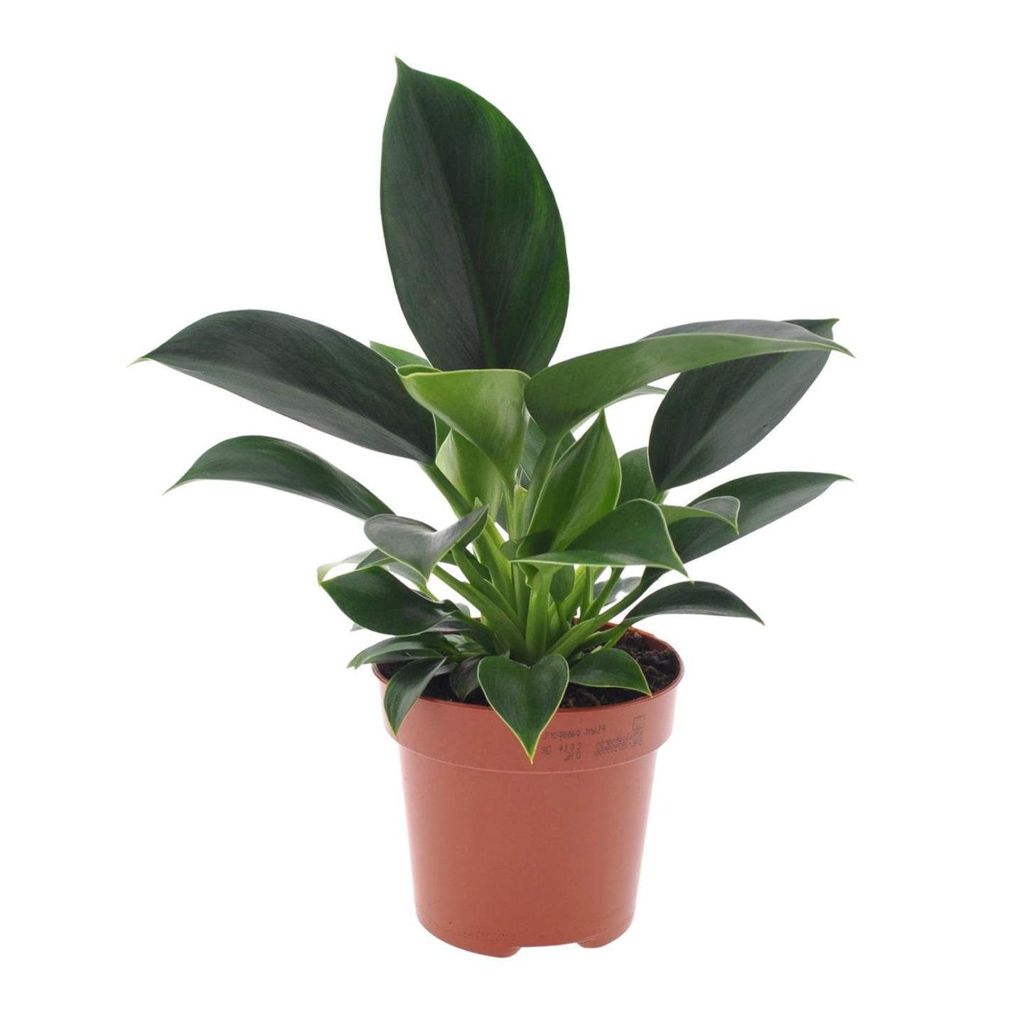 Philodendron Green Princess - ⭥25cm