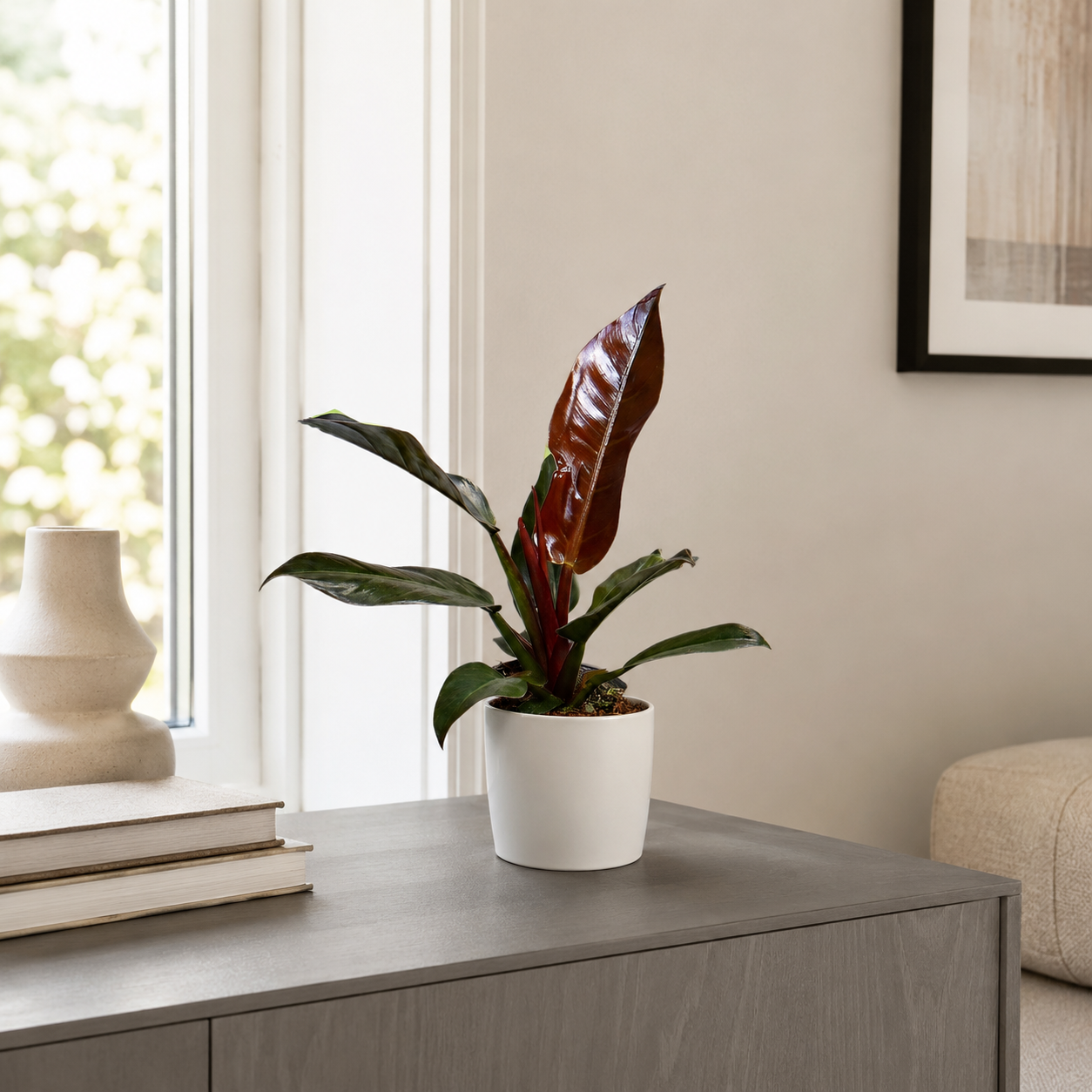Philodendron Imperial Red - ⭥35cm