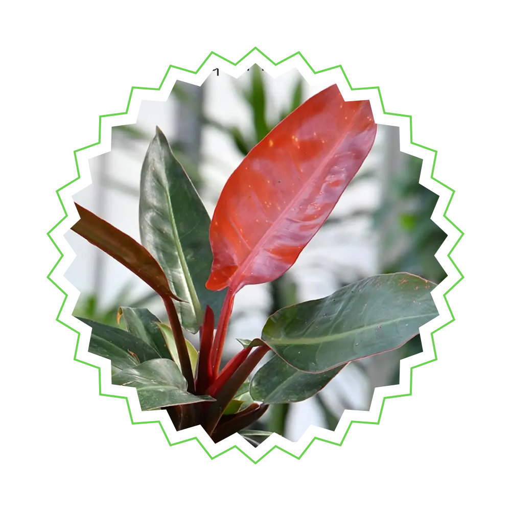 Philodendron Imperial Red - ⭥35cm