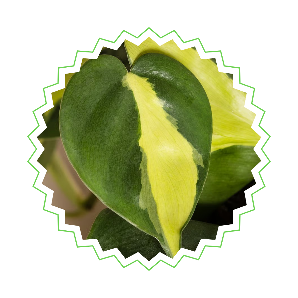 Philodendron Scandens Brasil am Moosstab - ⭥150cm
