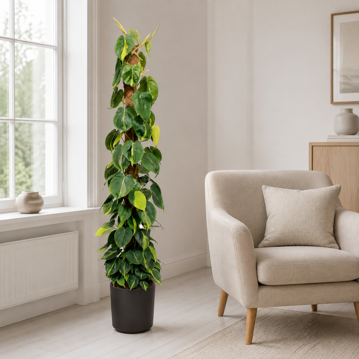 Philodendron Scandens Brasil am Moosstab - ⭥150cm