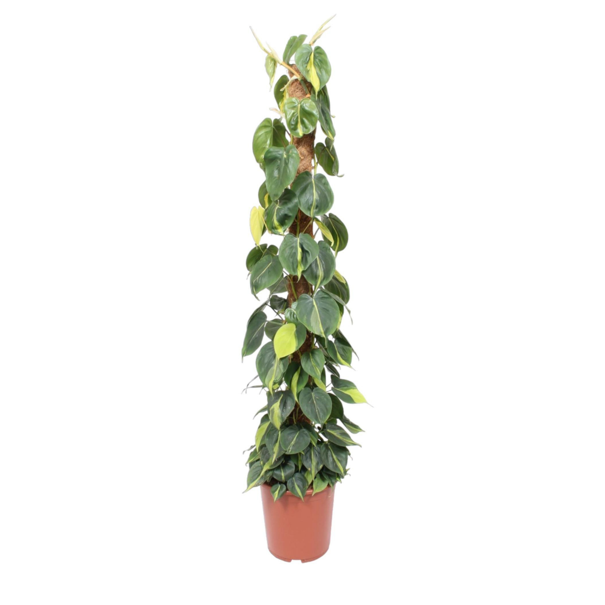 Philodendron Scandens Brasil am Moosstab - ⭥150cm