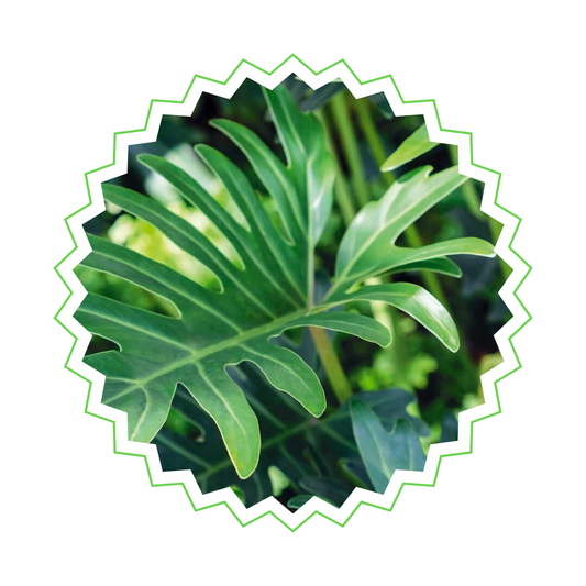 Philodendron Selloum - "Baum-Philodendron" - ⭥60cm
