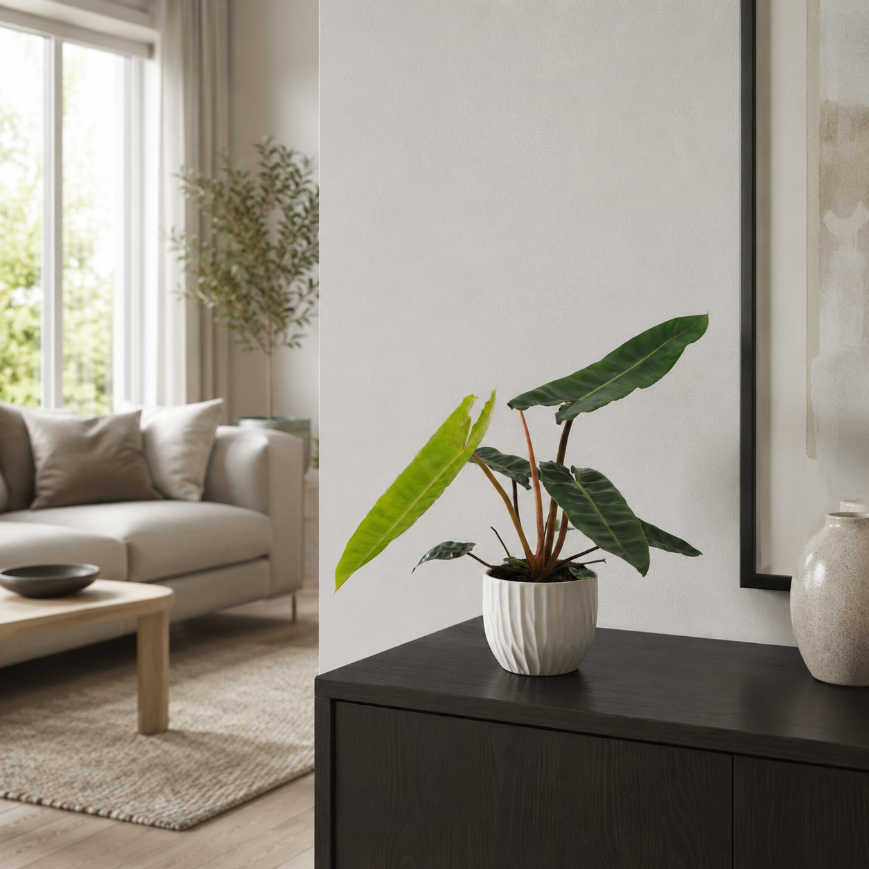 Philodendron Billietiae - ⭥25cm