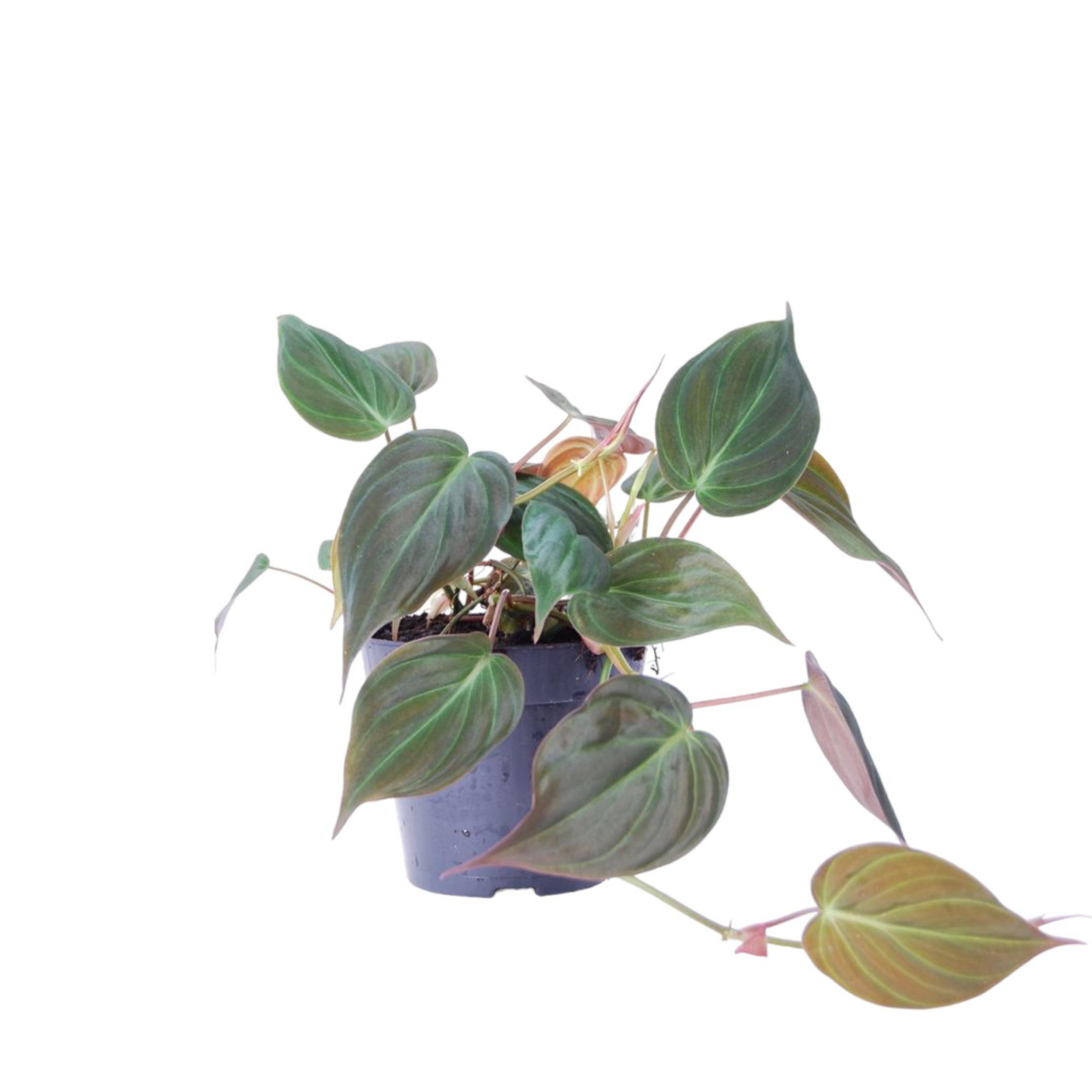 Philodendron Scandens Micans - ⭥25cm