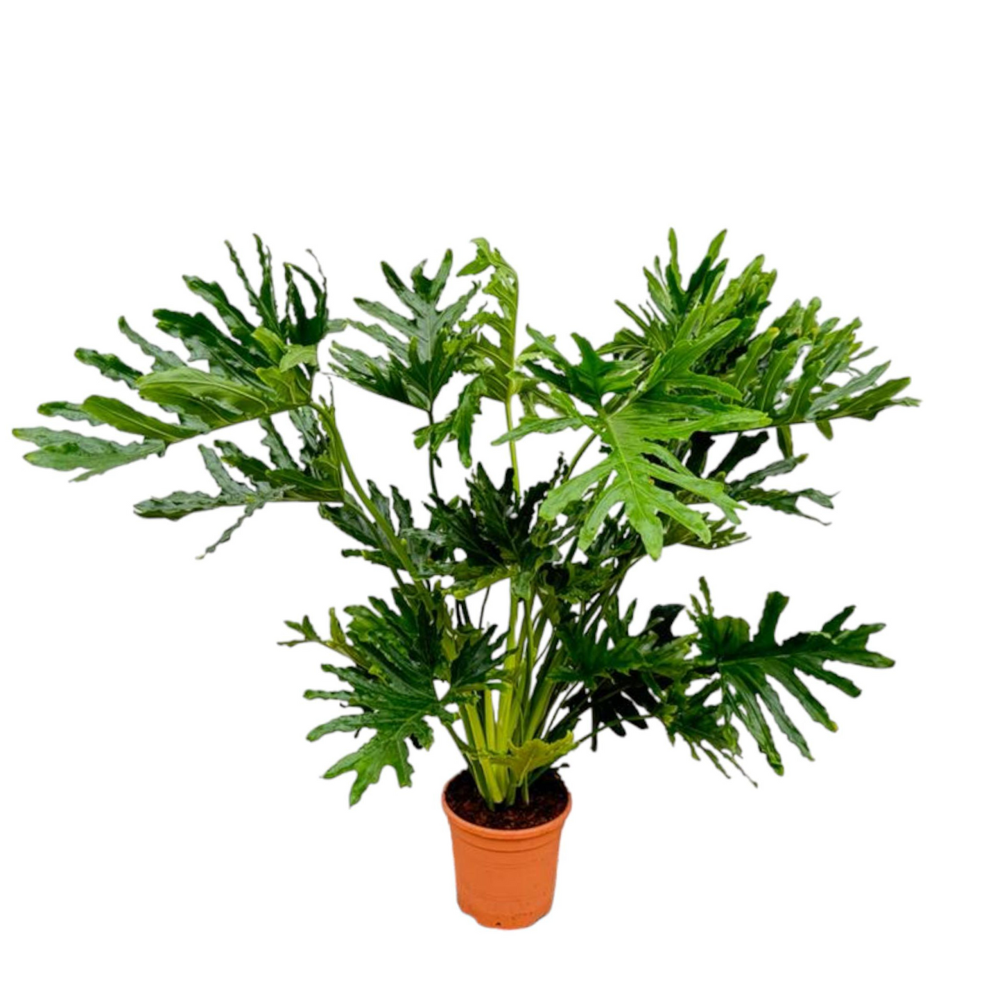 Philodendron Selloum - "Baum-Philodendron" - ⭥100cm