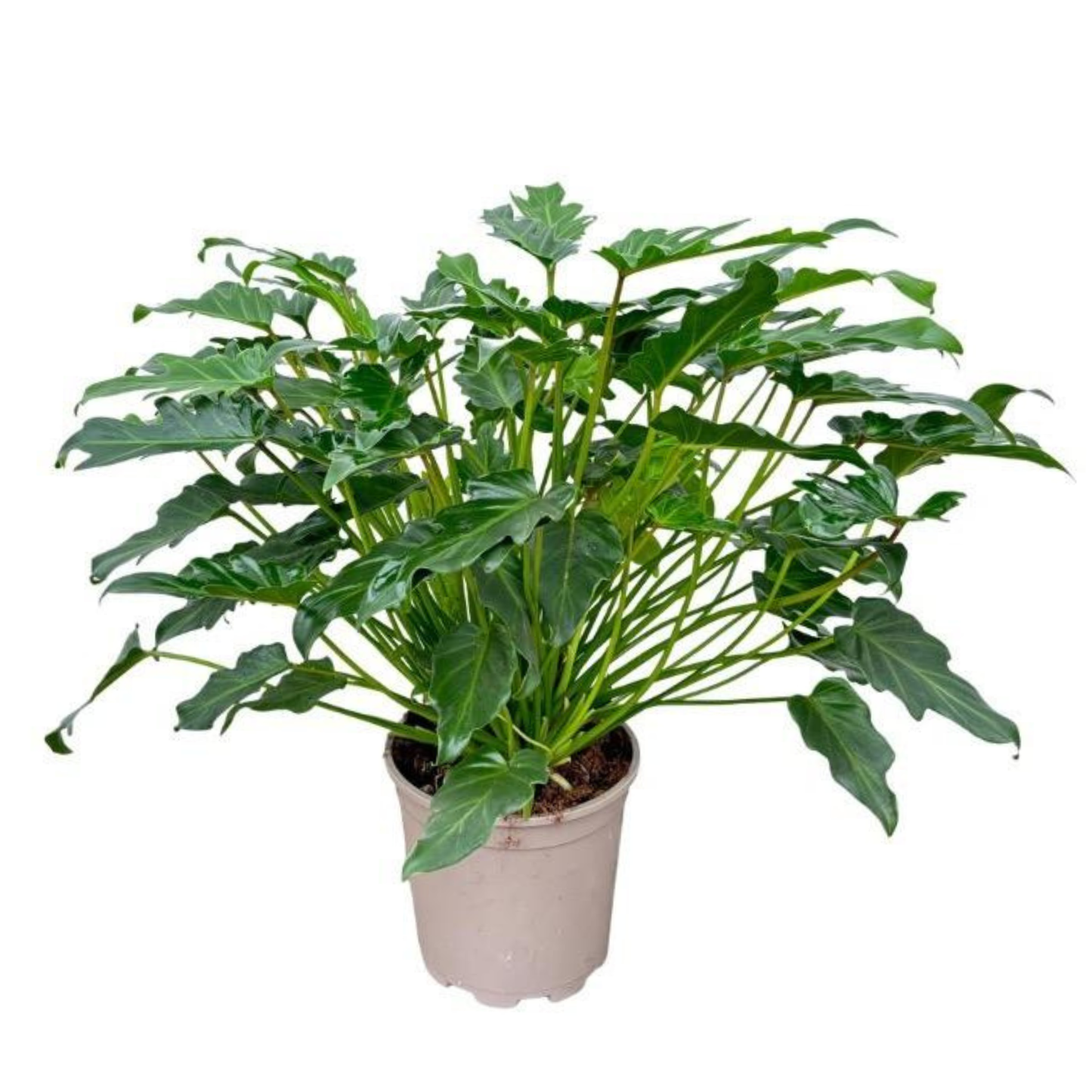 Philodendron Xanadu - ⭥60cm