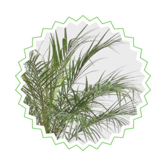 Phoenix Roebelenii - "Zwerg-Dattelpalme" - ⭥150cm