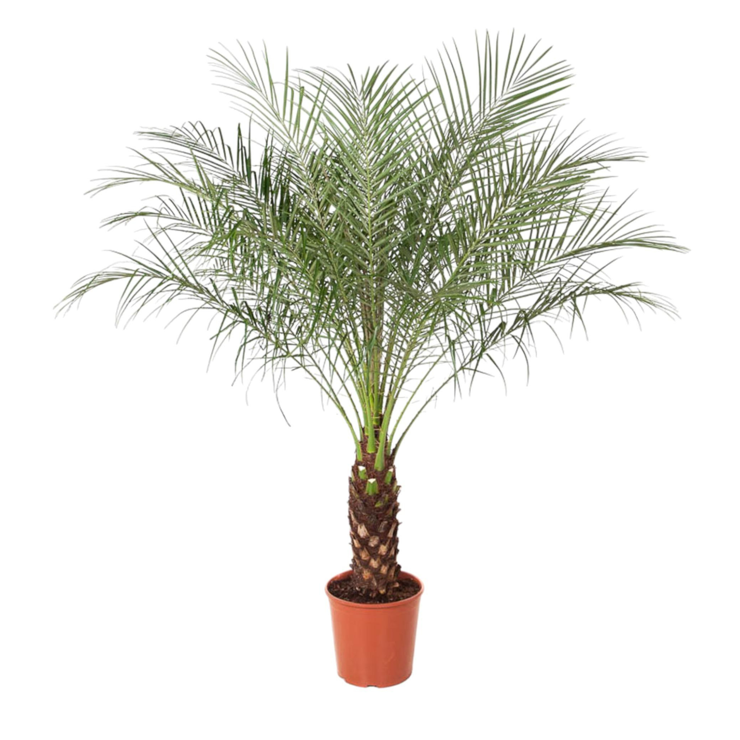 Phoenix Roebelenii - "Zwerg-Dattelpalme" - ⭥150cm
