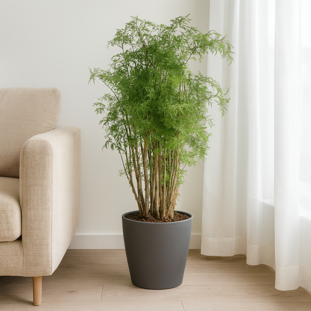 Polyscias Hawaiiana Ming - "Ming-Aralia" - ⭥100cm