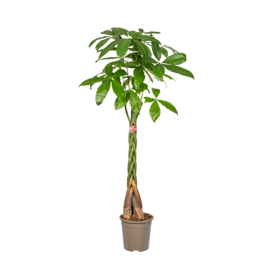 [Pflanzenset] Glückskastanie ⭥130cm & Goldfruchtpalme ⭥130cm - Tierfreundlich