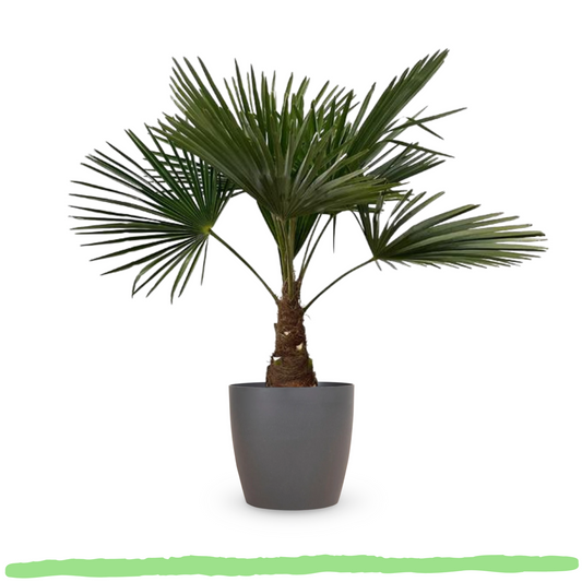 Trachycarpus Fortunei "Chinesische Hanfpalme"- ⭥100cm