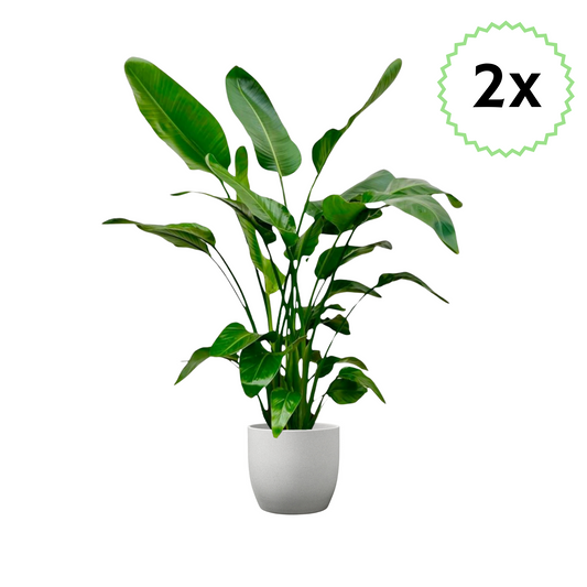 2x Strelitzia Nicolai (⭥130cm) - "Paradiesvogelblume"
