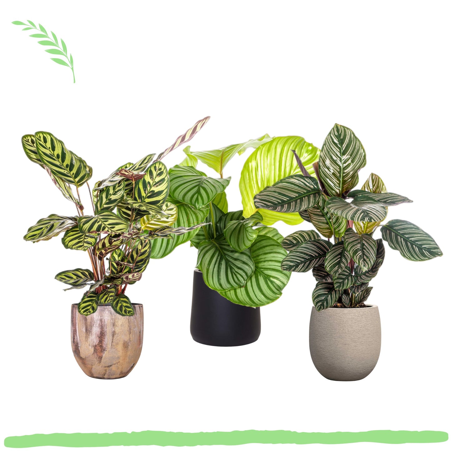 Pflanzenset "Calathea Blattzauber" - Tierfreundlich - (Ø17cm, ⭥50cm)