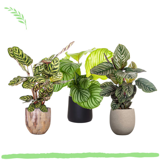 Pflanzenset "Calathea Blattzauber" - Tierfreundlich - (Ø17cm, ⭥50cm)